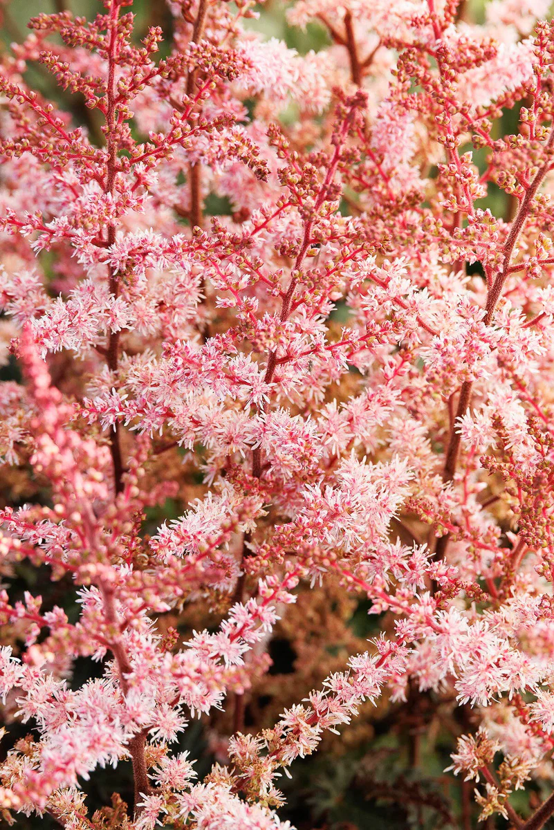 Astilbe, Color Flash