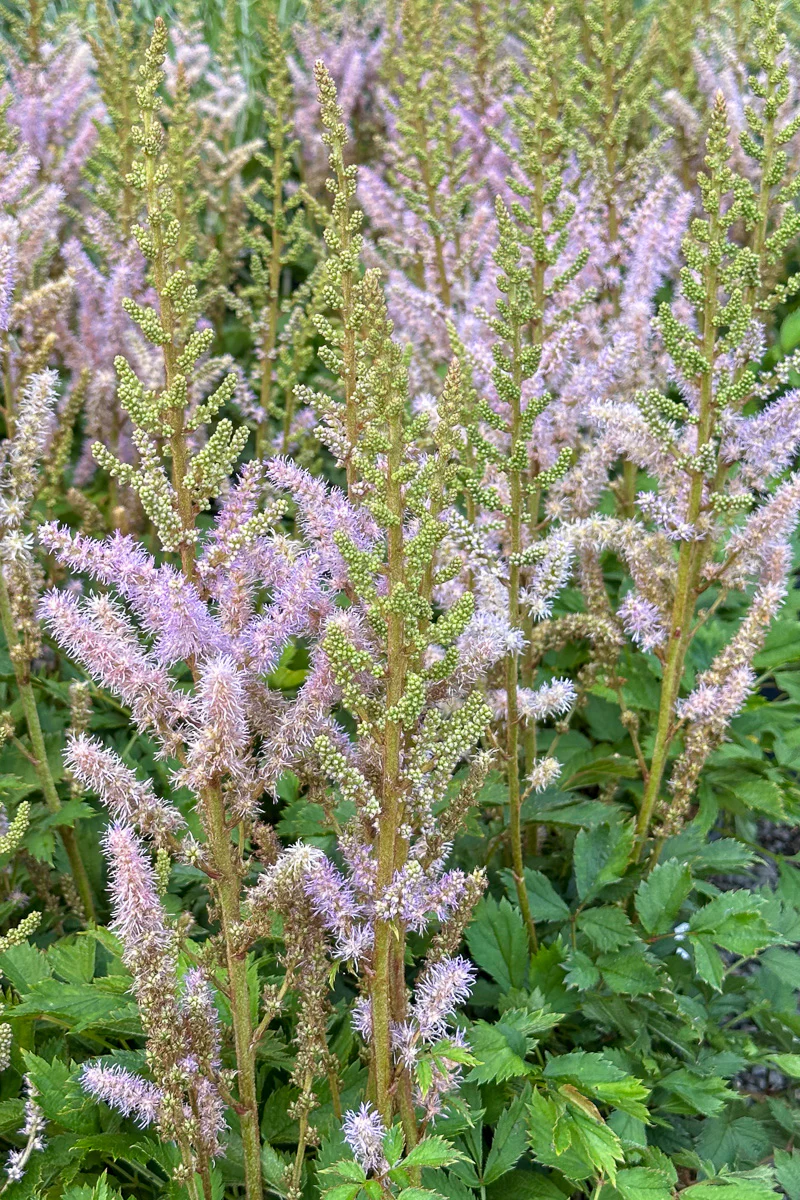 Astilbe, Dwarf Chinese