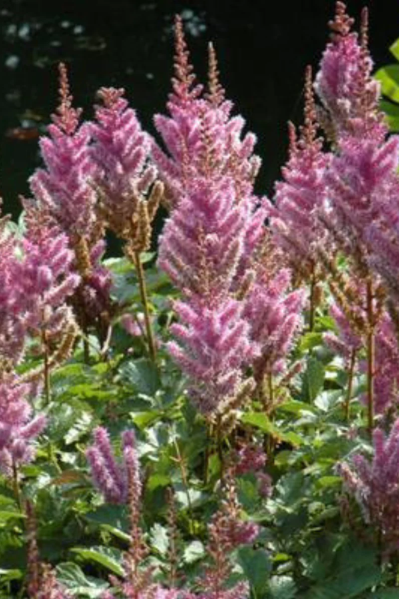 Astilbe, Dwarf Chinese - Image 2