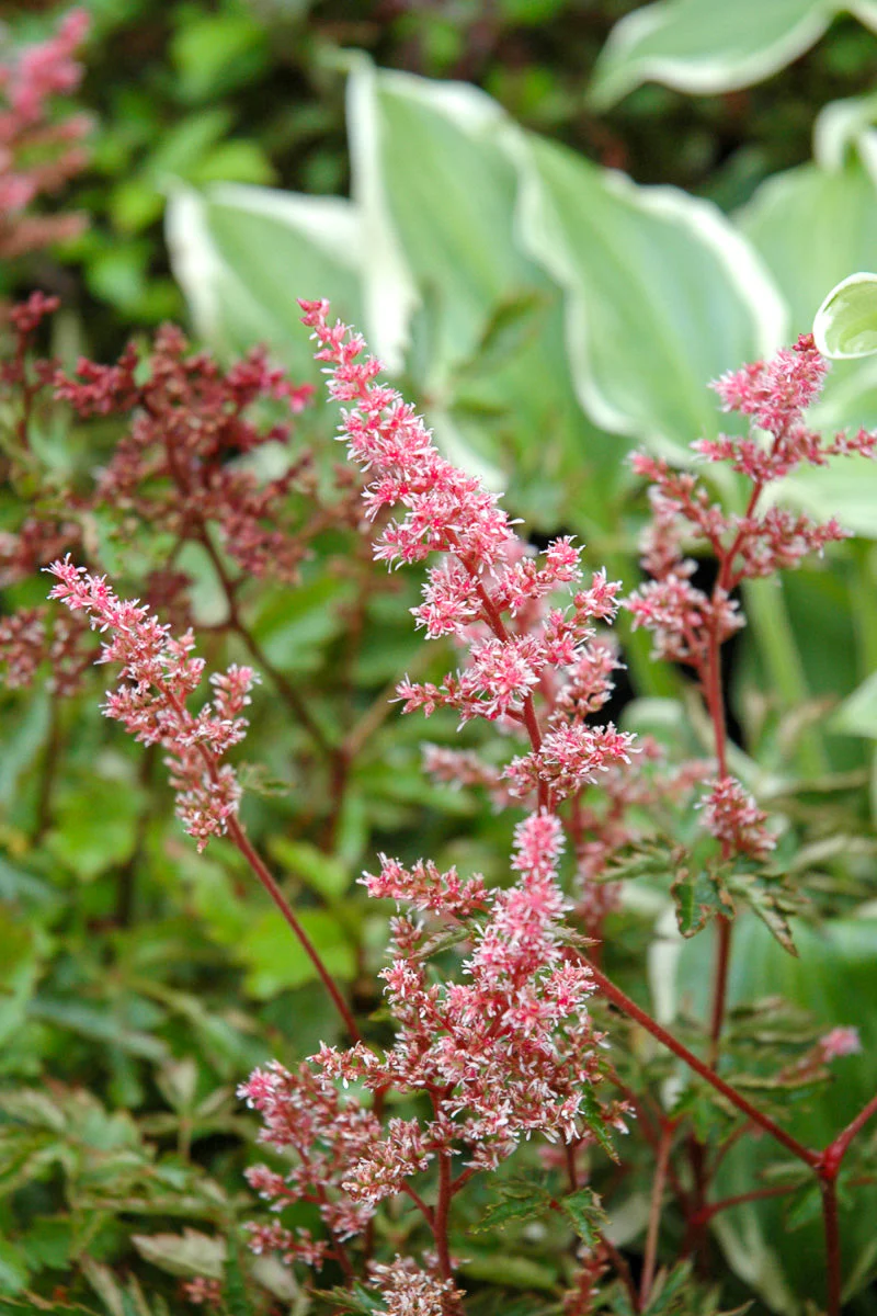 Astilbe, Key Largo