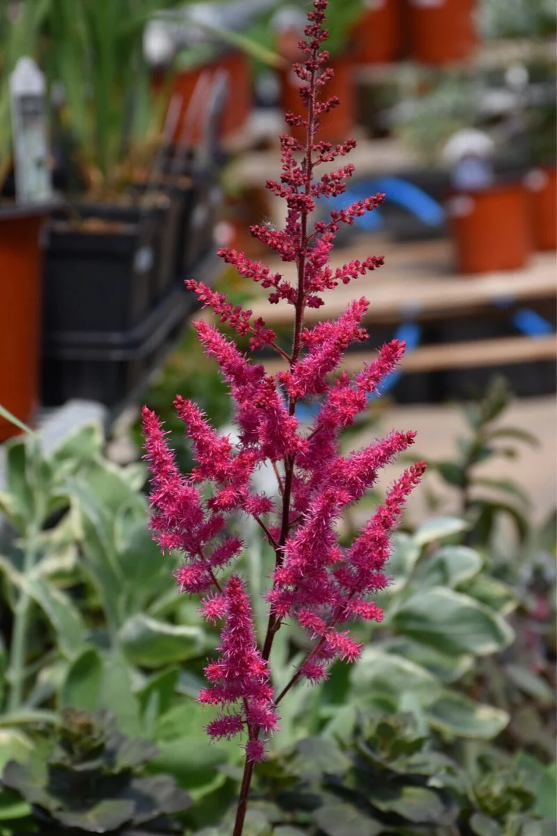 Astilbe, Mighty Chocolate Cherry