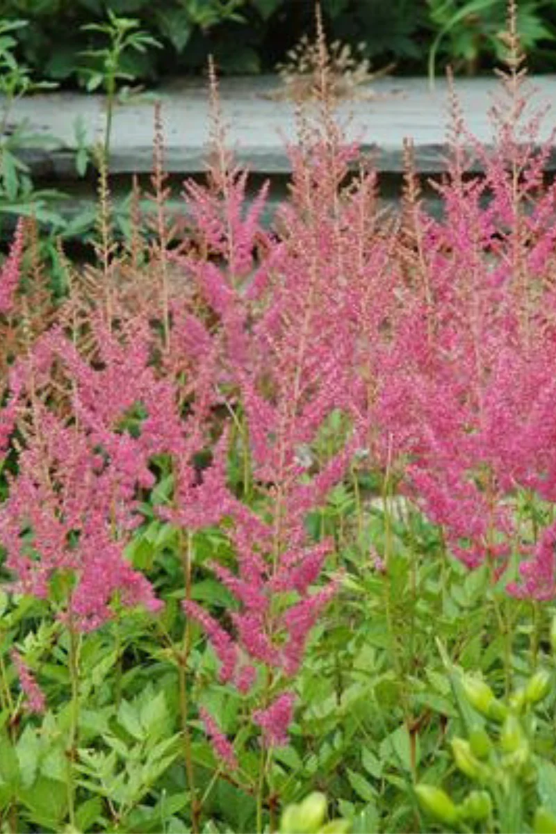 Astilbe, Visions In Pink