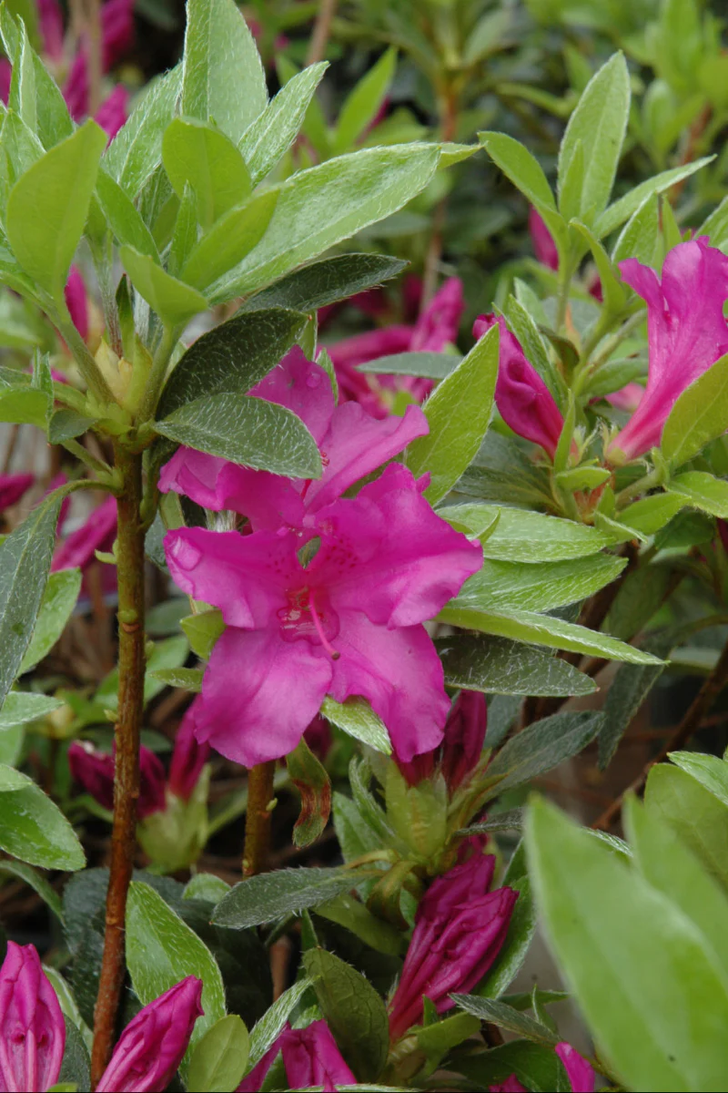 Azalea 'Blue Danube'