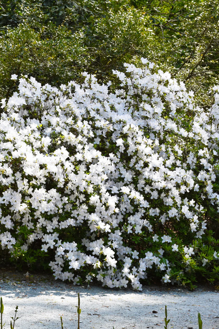 Azalea, Delaware Valley White