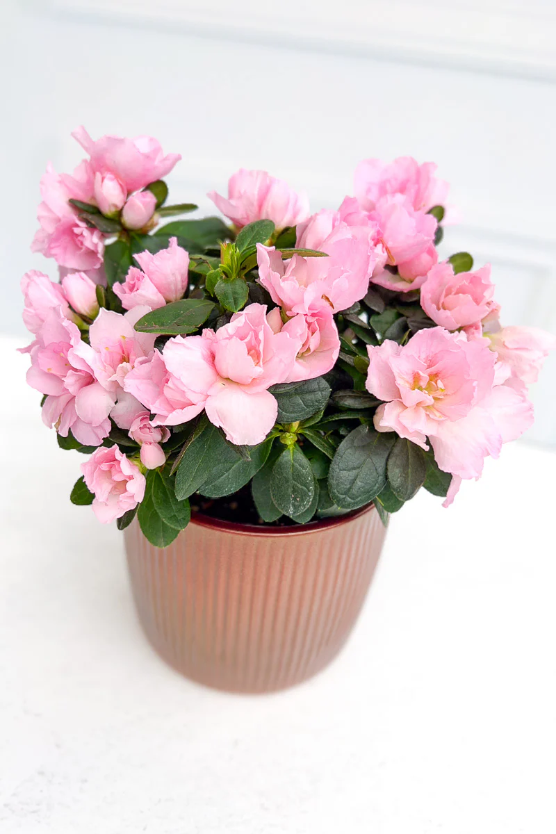 Azalea, Florist Pink 4" - Image 2