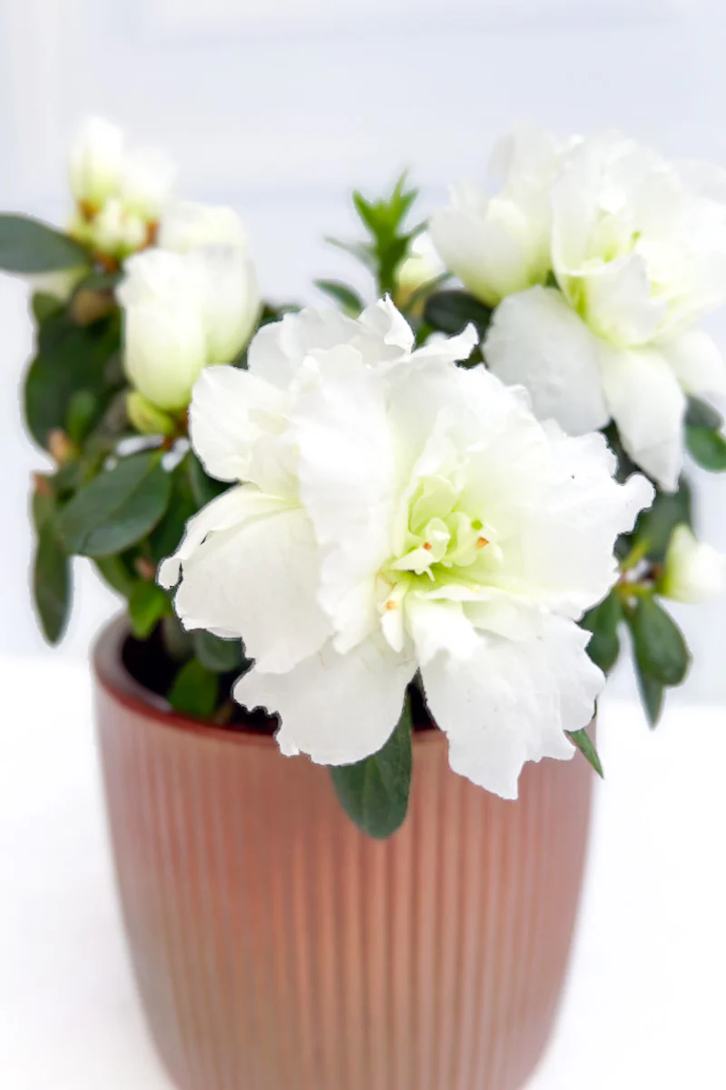 Azalea, Florist White 4"