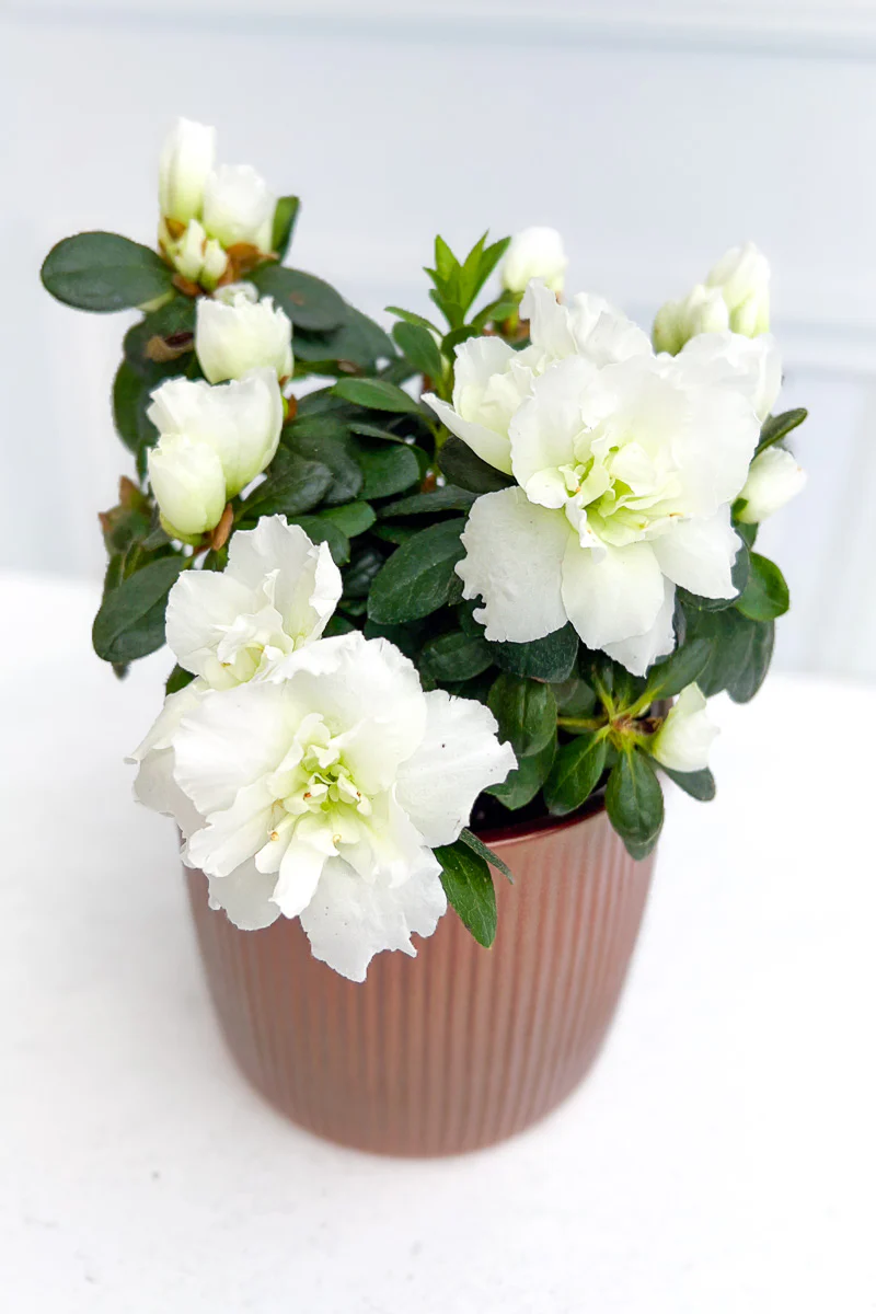Azalea, Florist White 4" - Image 2
