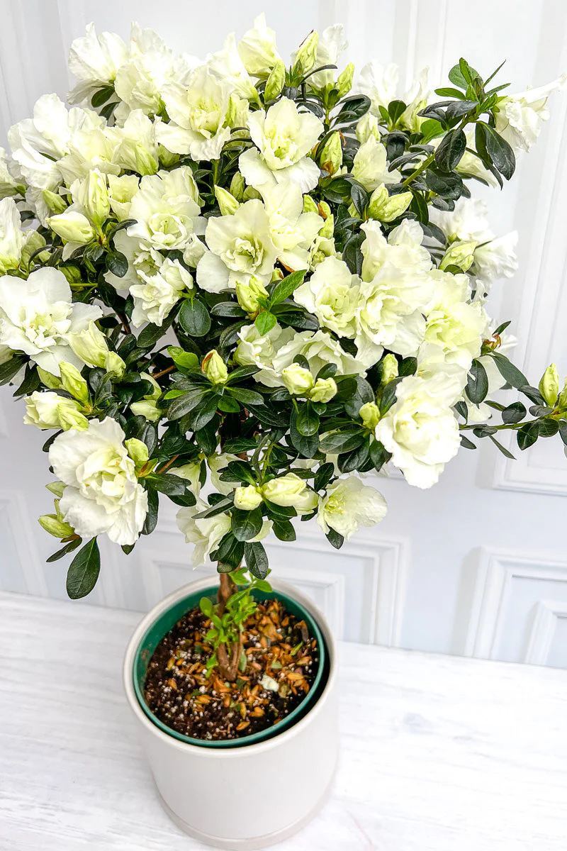 Azalea, Florist's White 8" Tree - Image 2