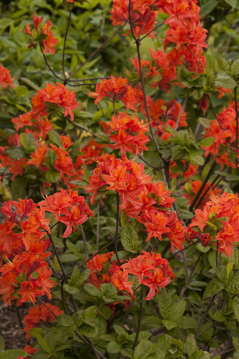 Azalea, Mandarin Lights Orange Red - Image 2