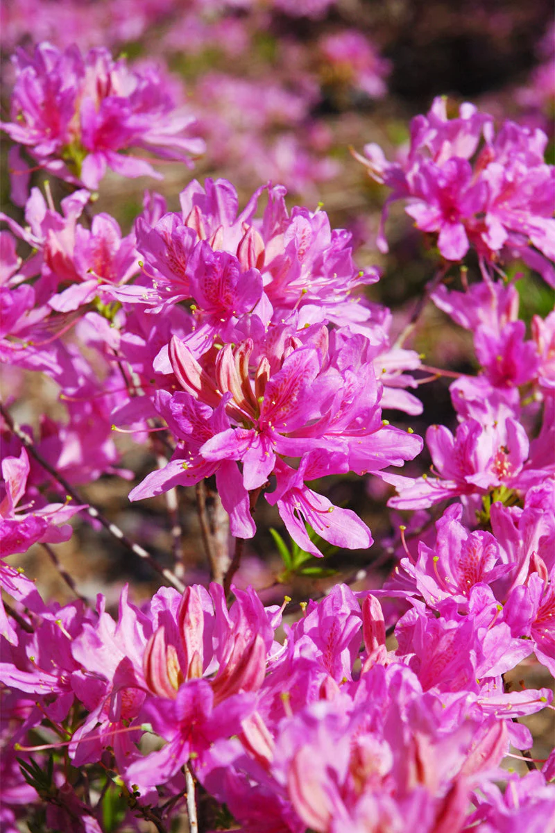 Azalea, Orchid Lights