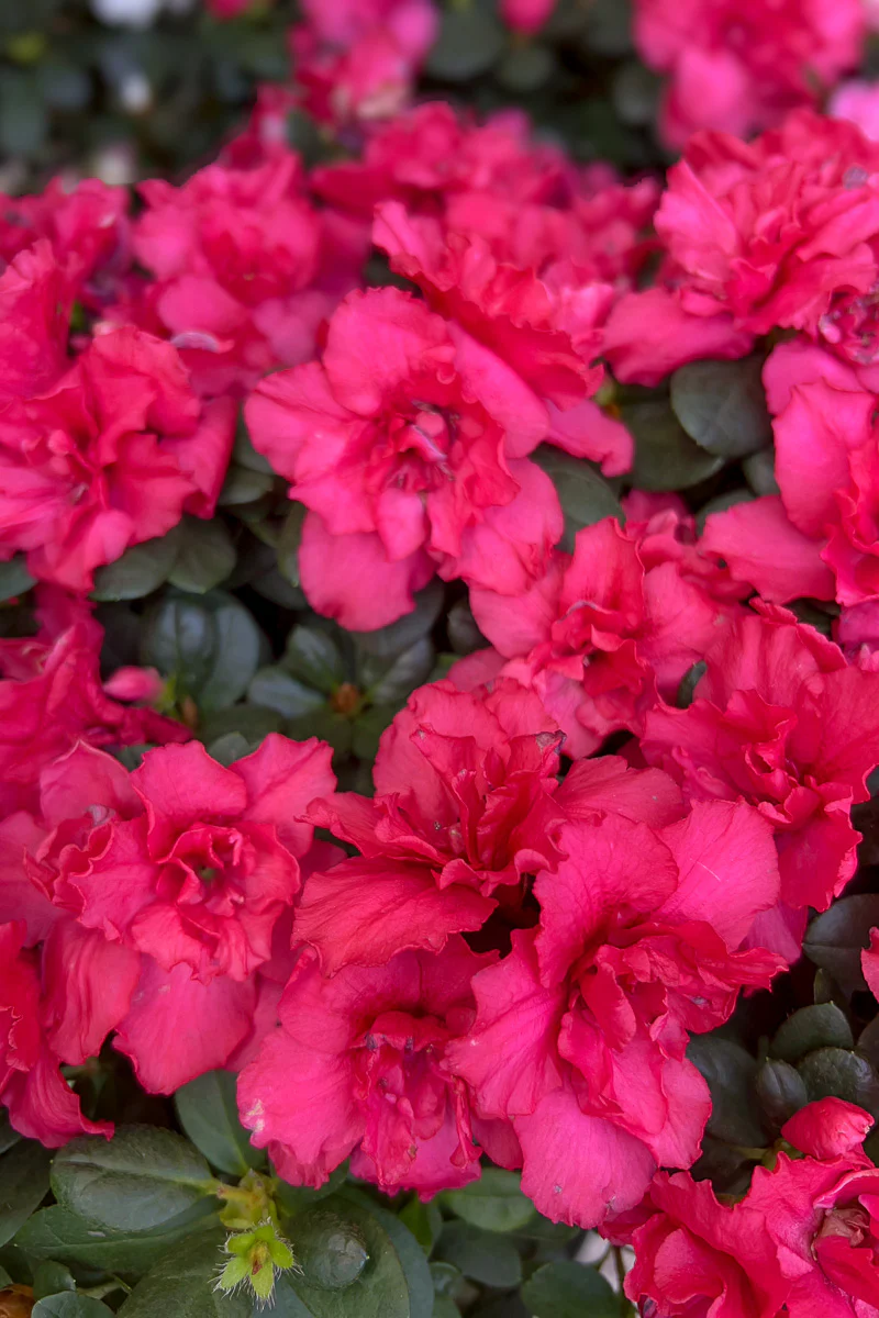 Azalea, Pink 8" Tree