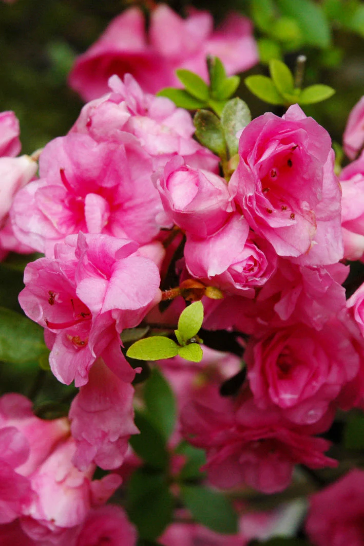 Azalea, Rosebud