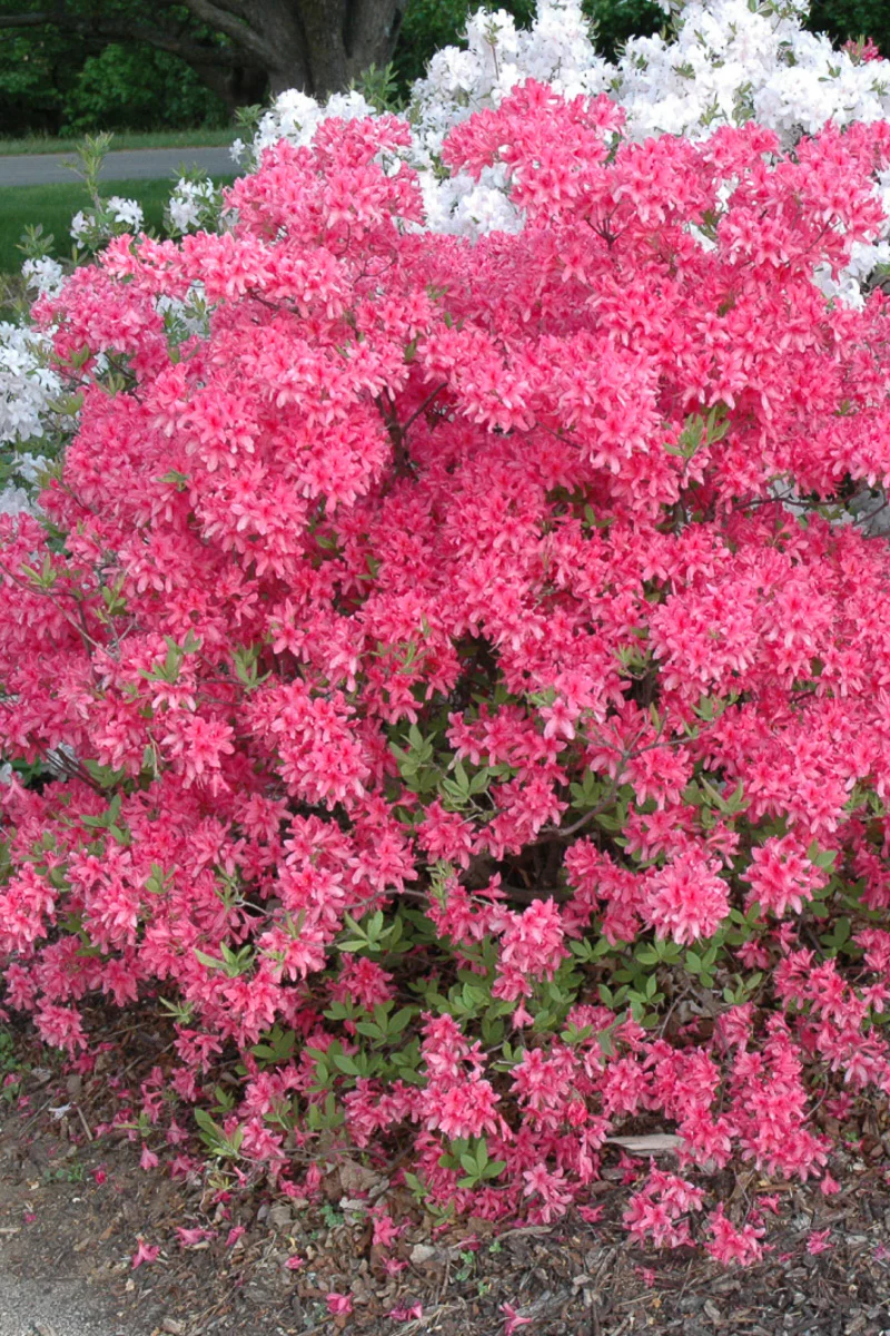 Azalea, Rosy Lights - Image 2