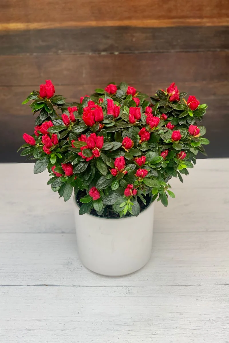 Azalea, Tree Red 6"