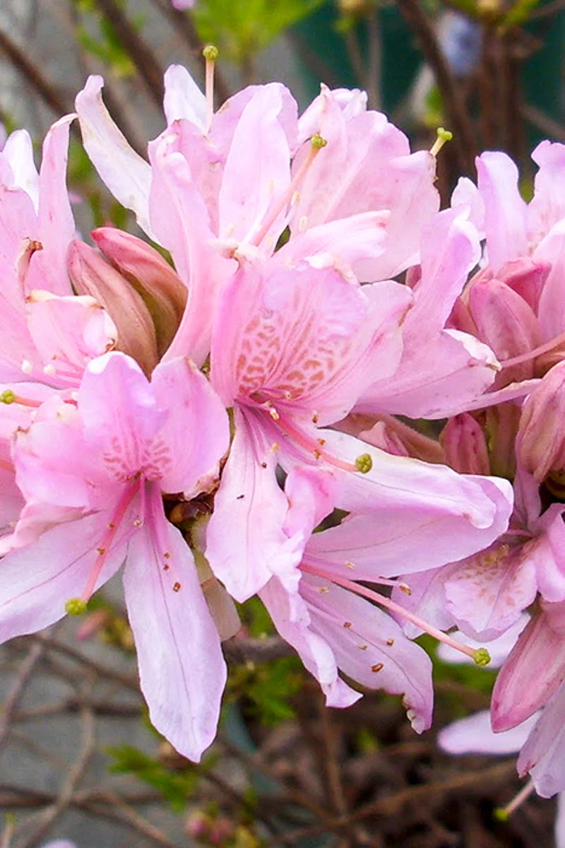 Azalea, Western Lights