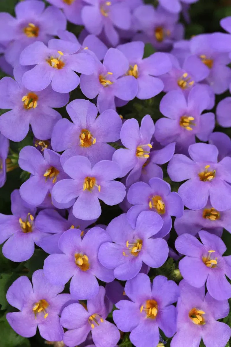 Bacopa, Big Falls Blue