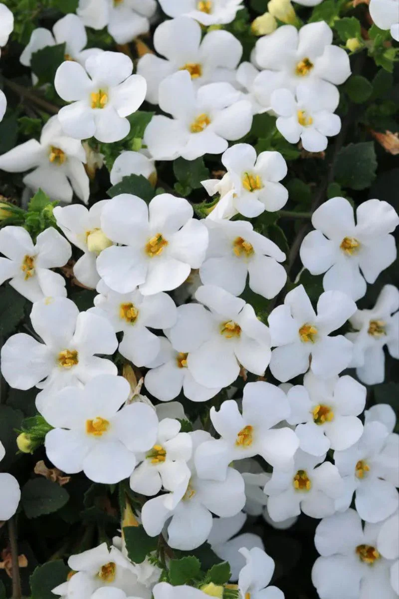 Bacopa, Big Falls White