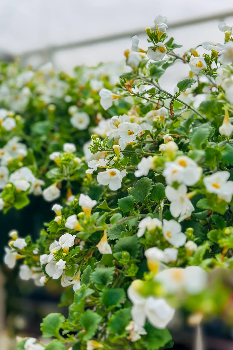 Bacopa, White - Image 2