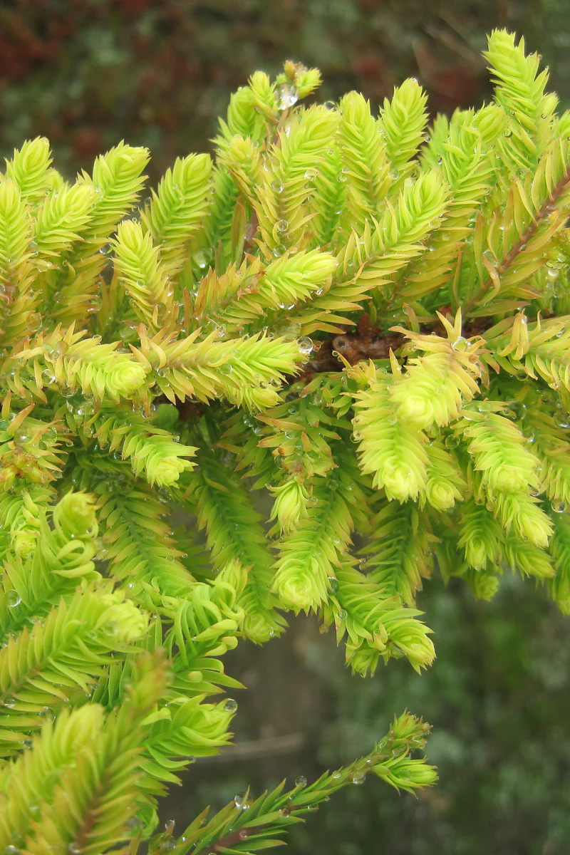Bald Cypress, Gee Whiz