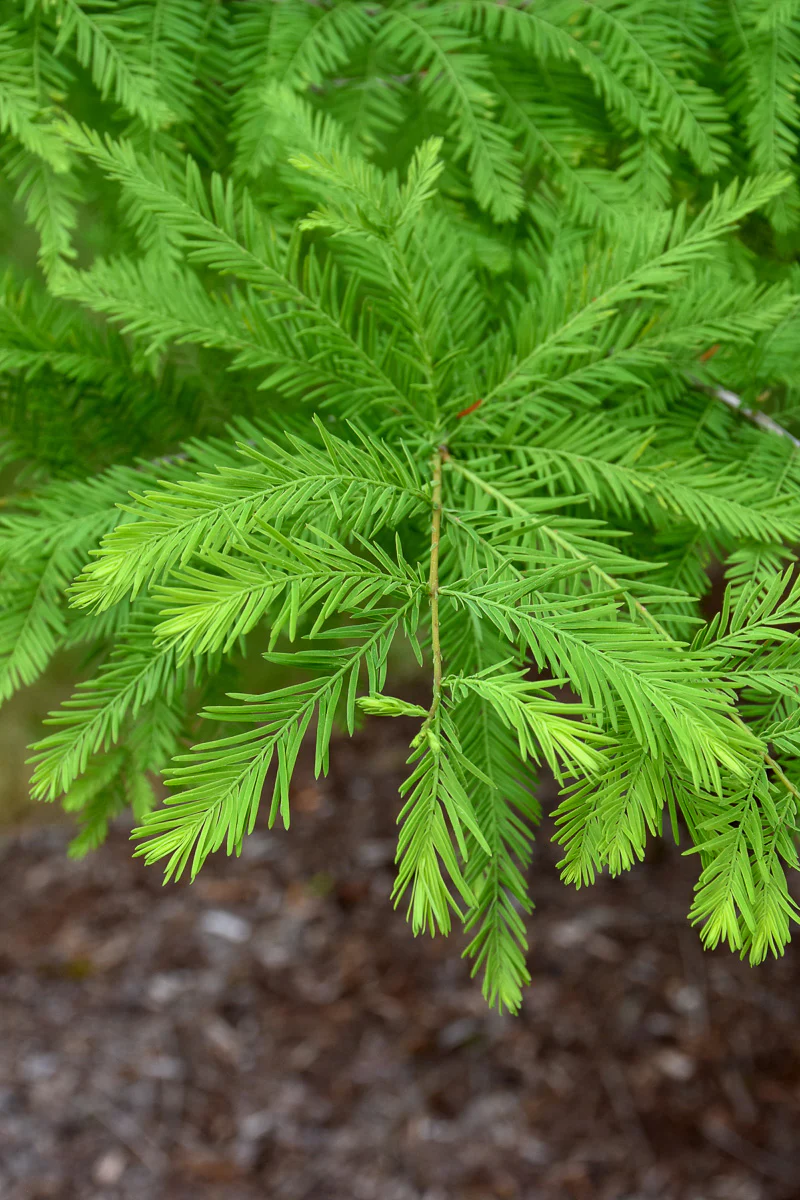 Bald Cypress, Green Whisper - Image 2