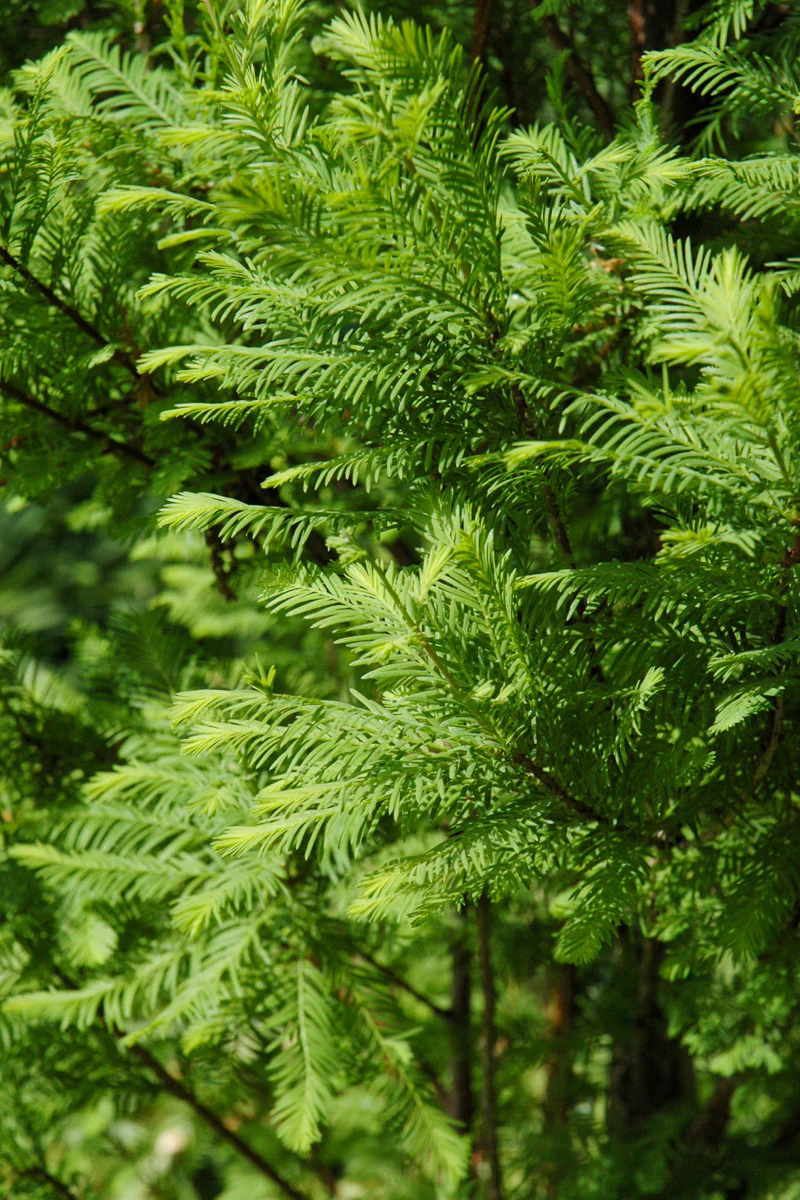 Bald Cypress, Lindsey's Skyward - Image 2