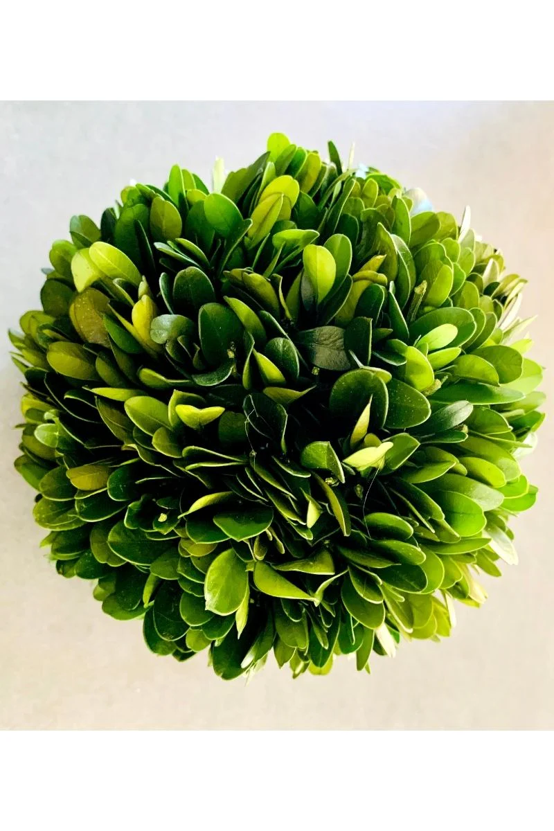 Preserved Boxwood Ball 6"