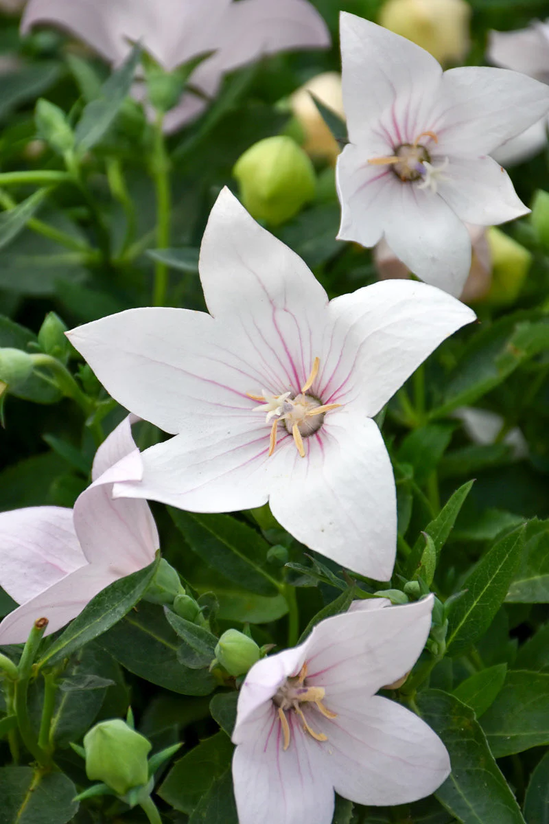 Balloon Flower, Pop star Pink
