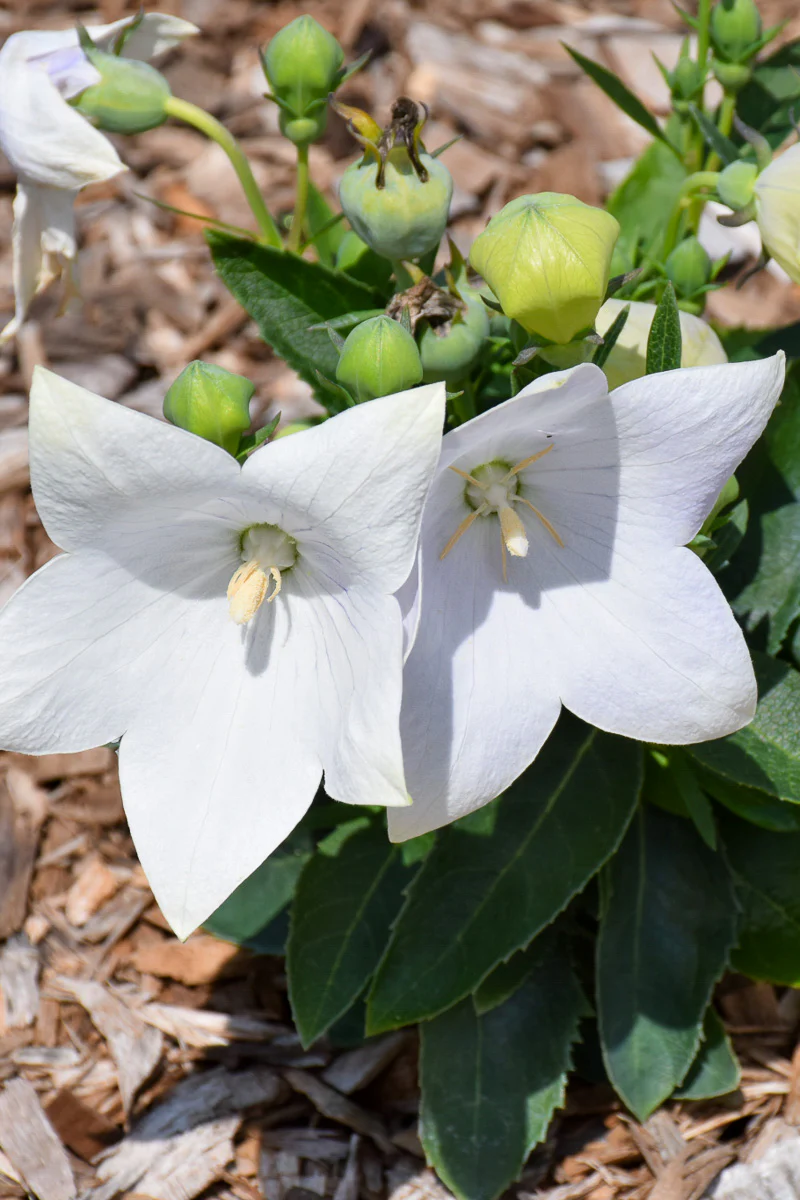 Balloon Flower, Pop Star White - Image 2