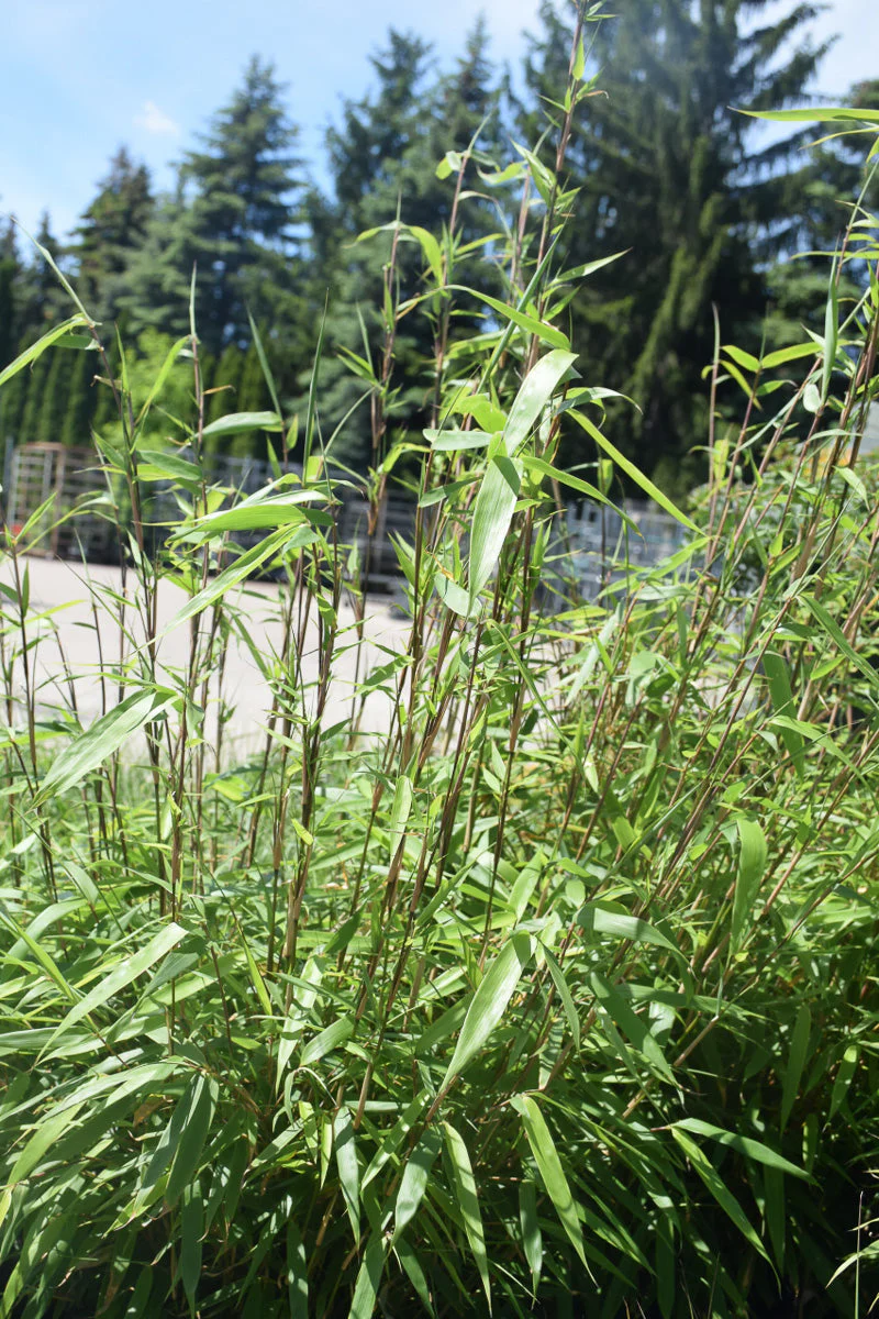 Bamboo, Rufa
