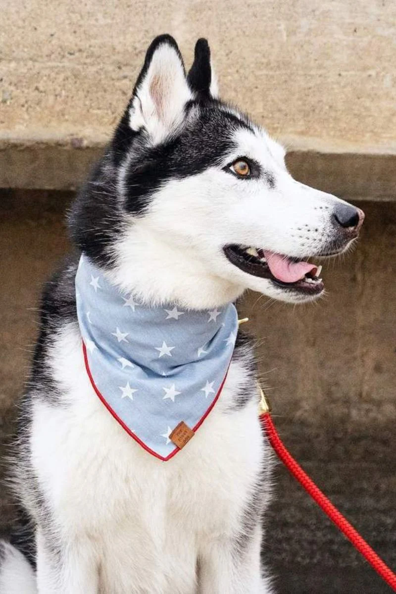 Foggy Dog Liberty Bandana Large