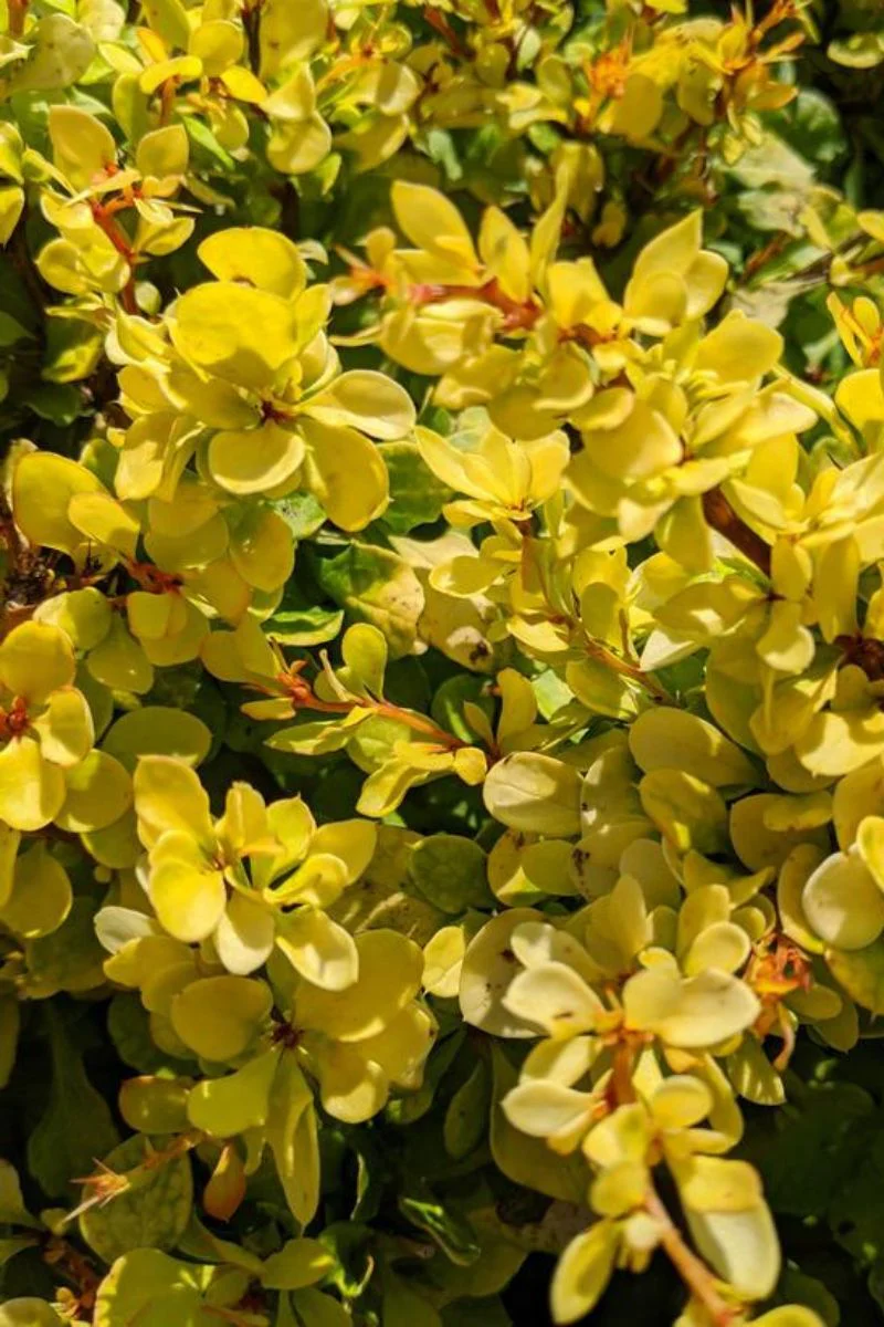 Barberry, Lemon Cutie