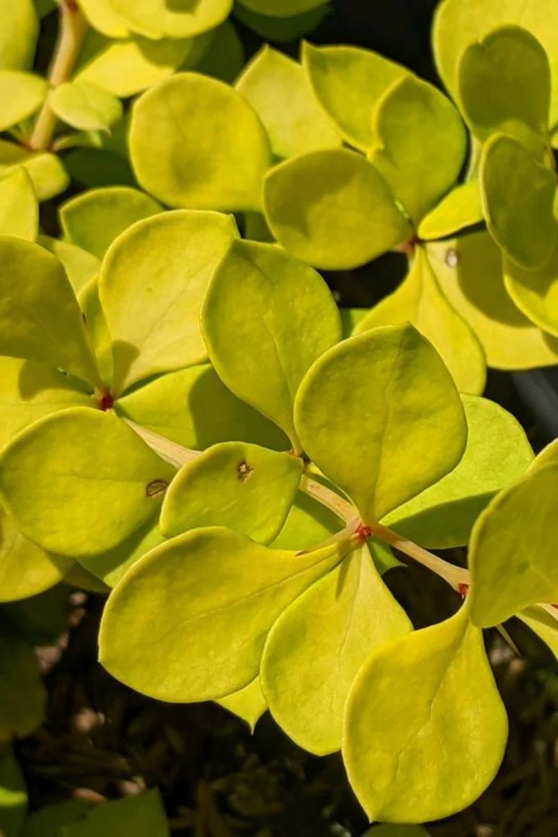 Barberry, Lemon Cutie - Image 2