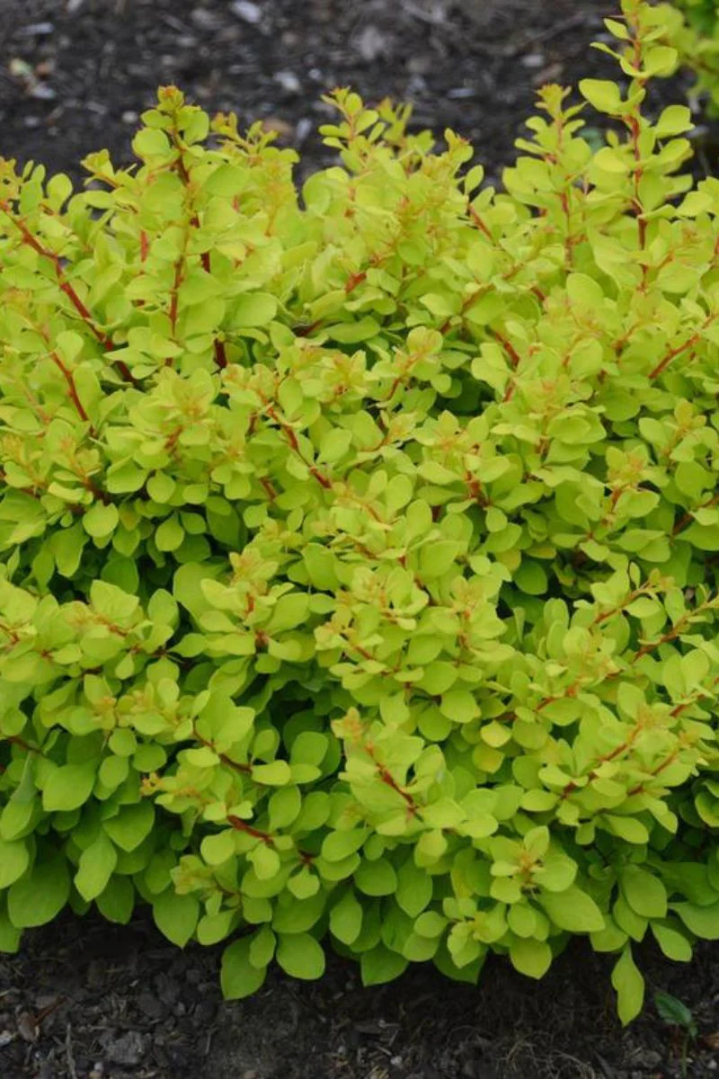 Barberry, Lemon Glow