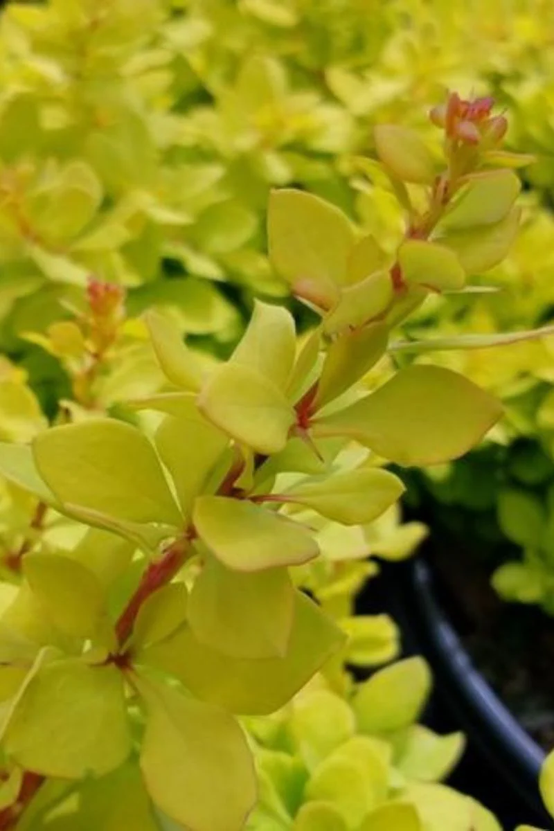 Barberry, Lemon Glow - Image 2