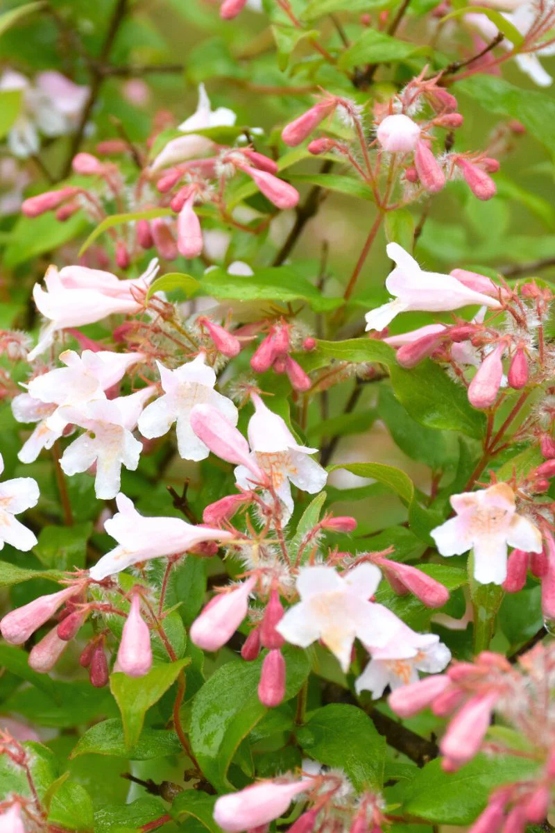 Beautybush, Pink Cloud - Image 2