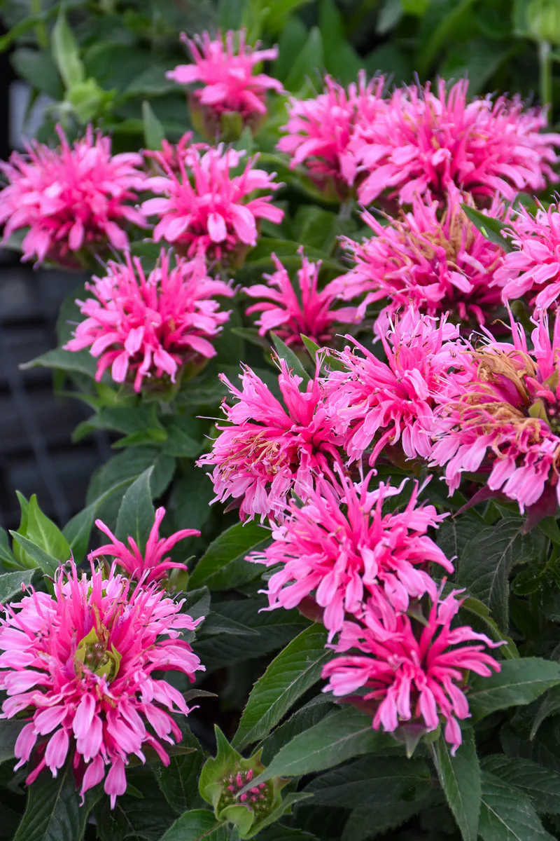 Bee Balm, Balmy Pink