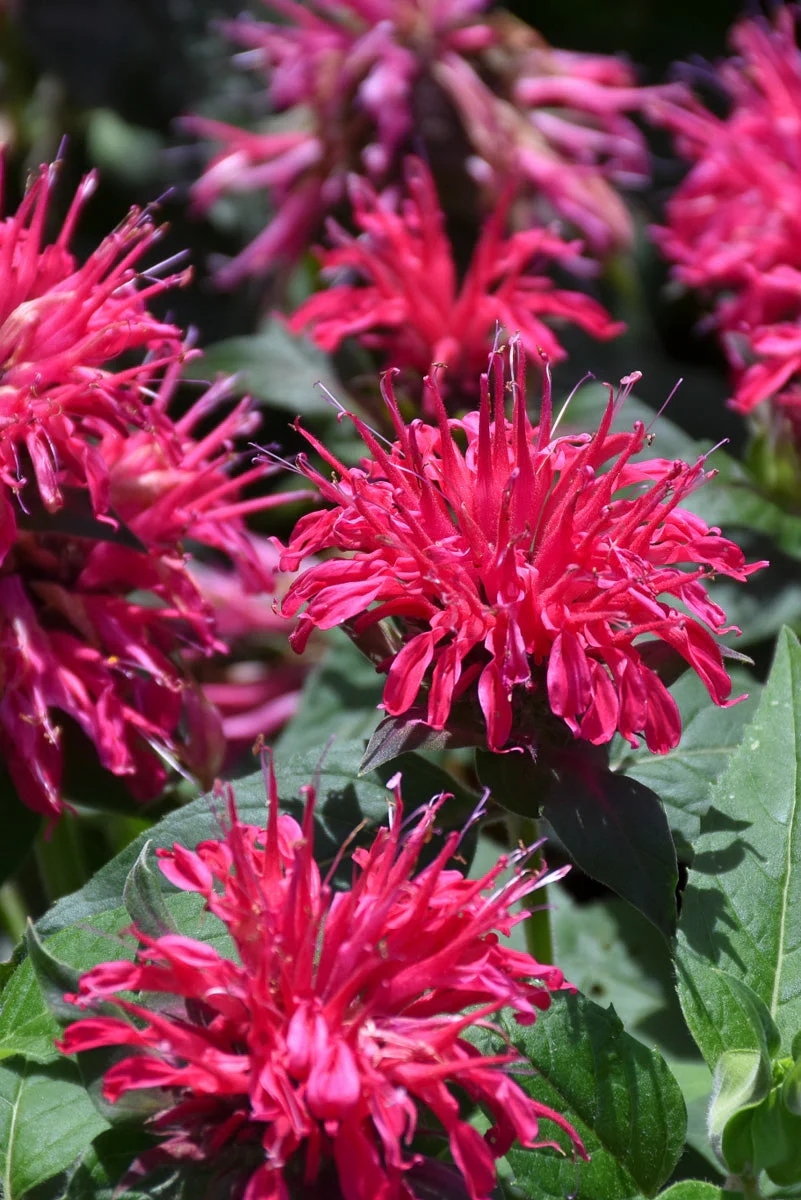 Bee Balm, Balmy Rose