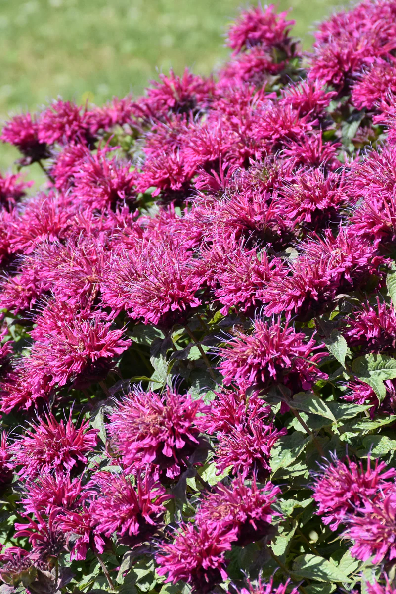 Bee Balm, Grand Marshall