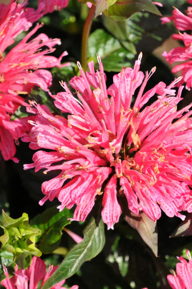 Bee Balm, Pardon My Rose