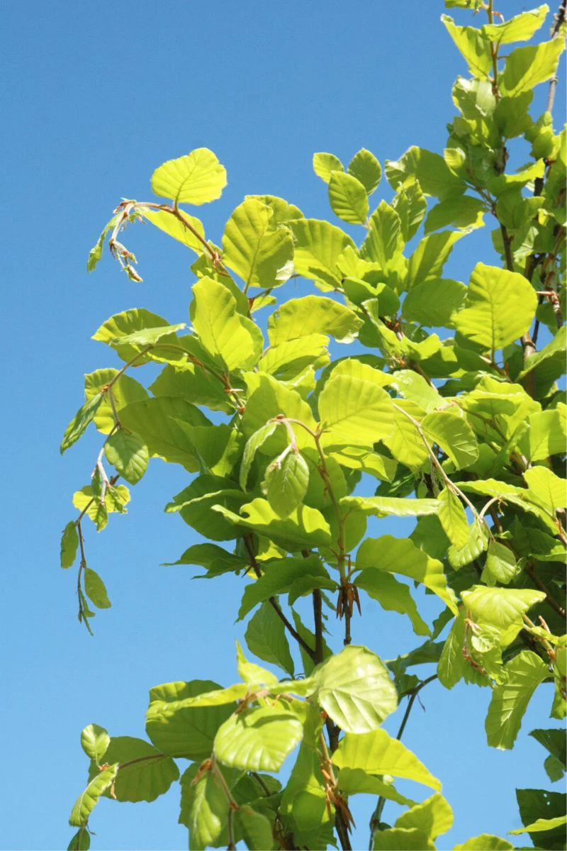 European Beech, Dawyck Gold - Image 2