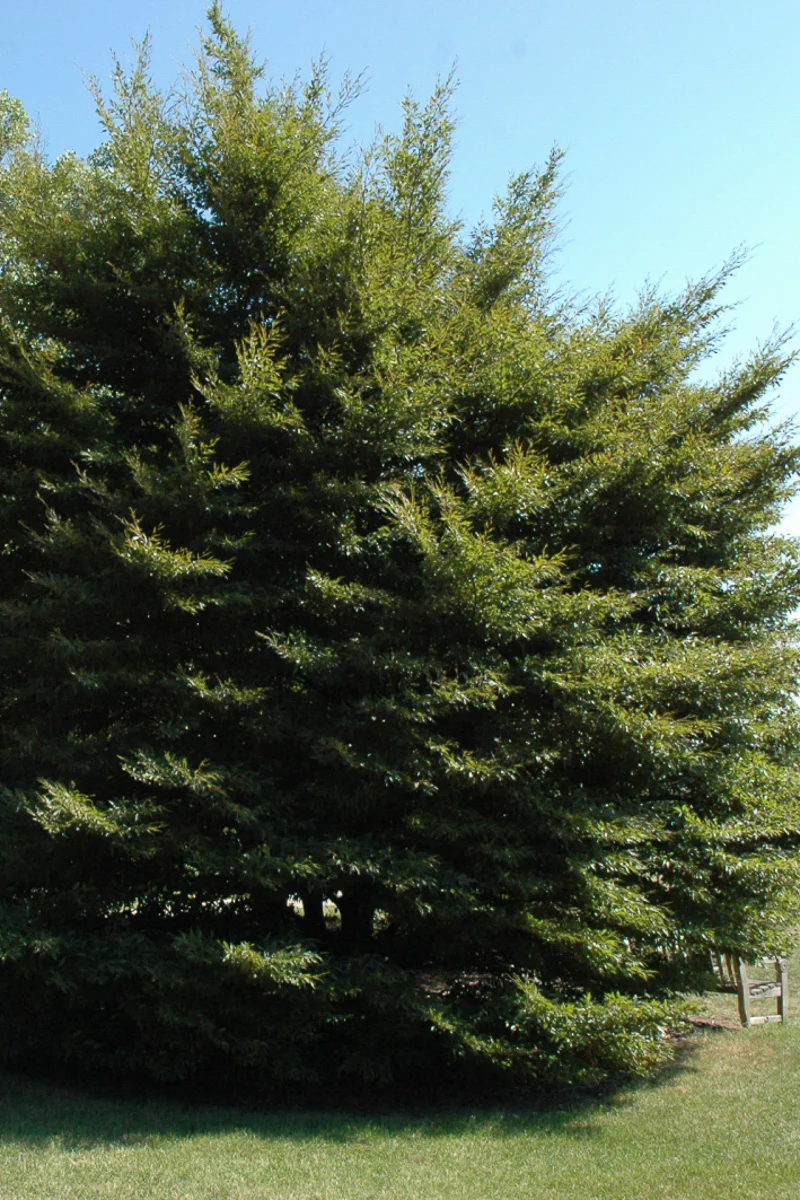 Beech, Eur Fernleaf - Image 2