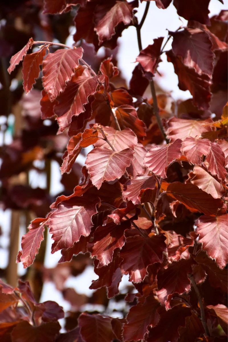 Beech, European  Red Obelisk - Image 2