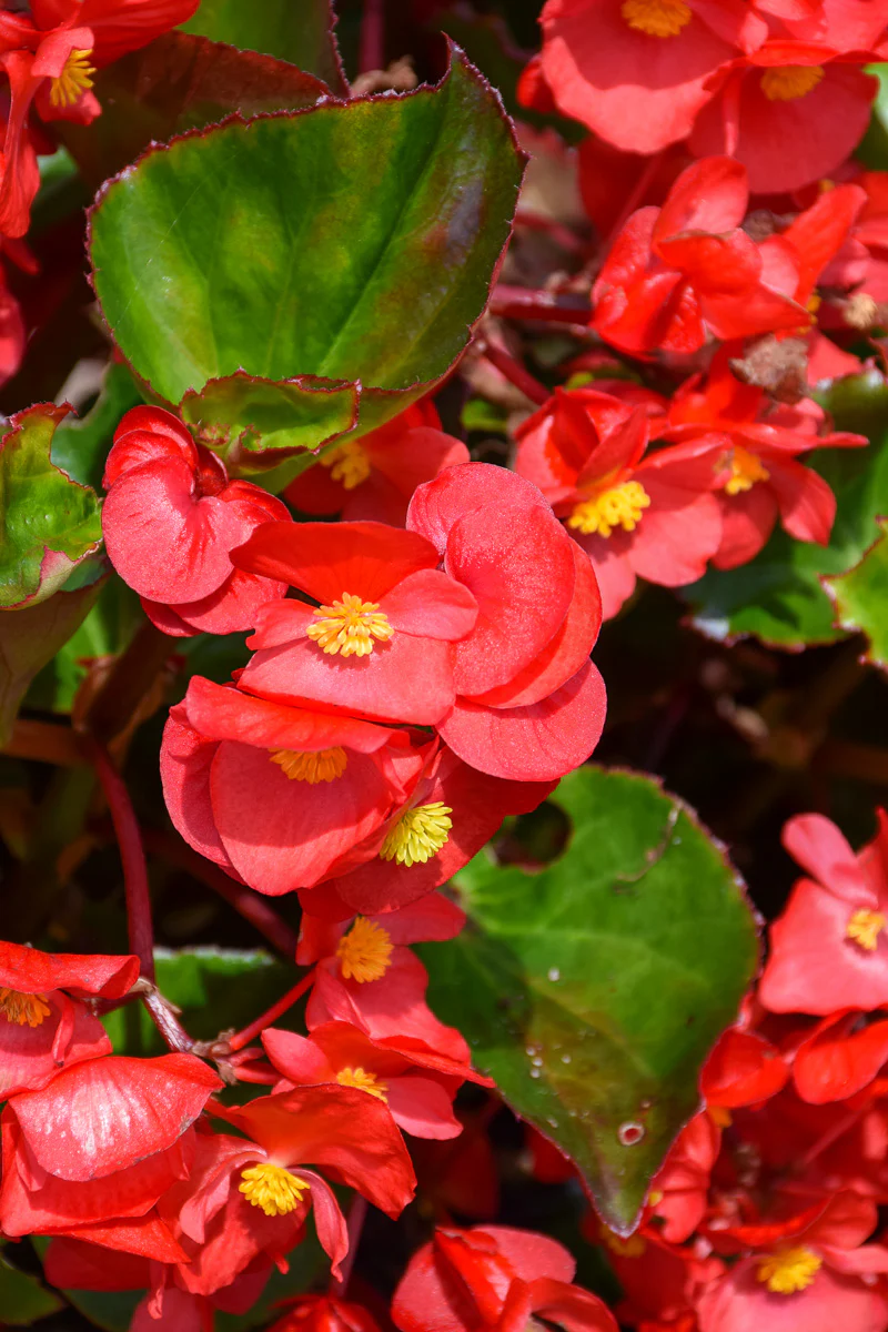 Begonia, Green Leaf Red - Image 2
