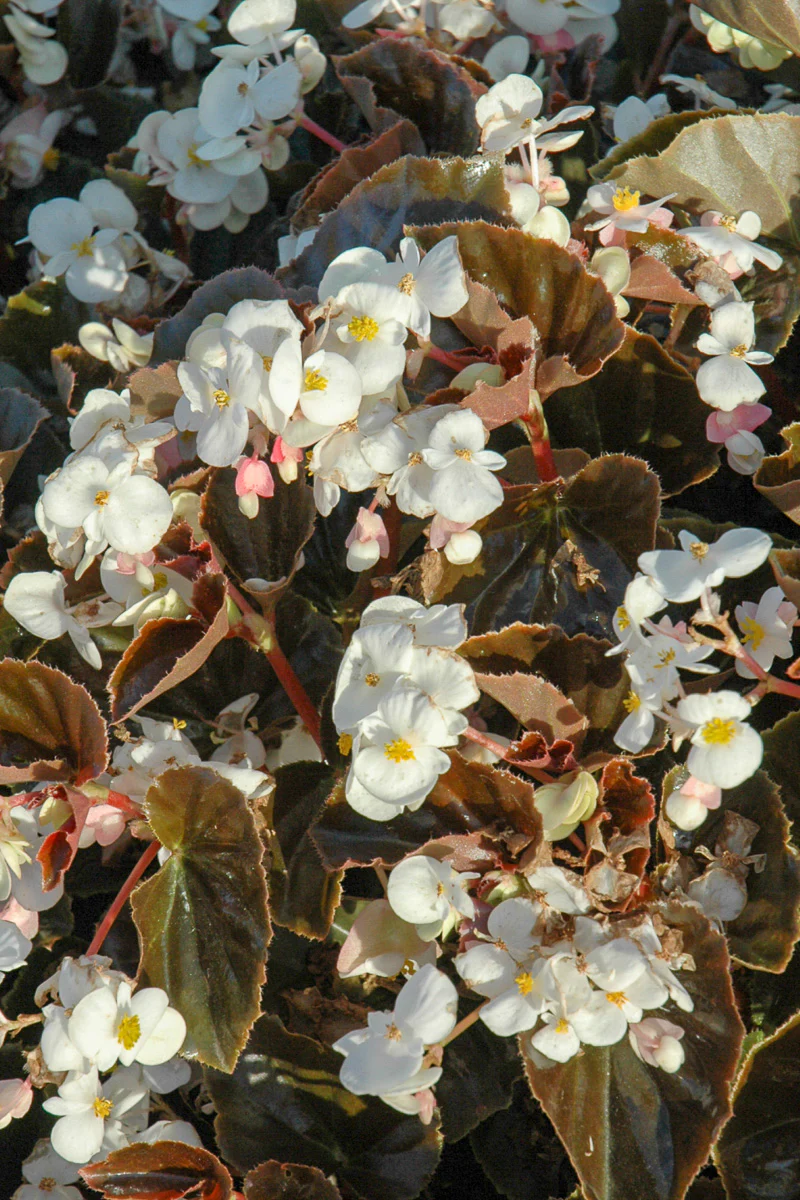 Begonia, Bronze Leaf White - Image 2