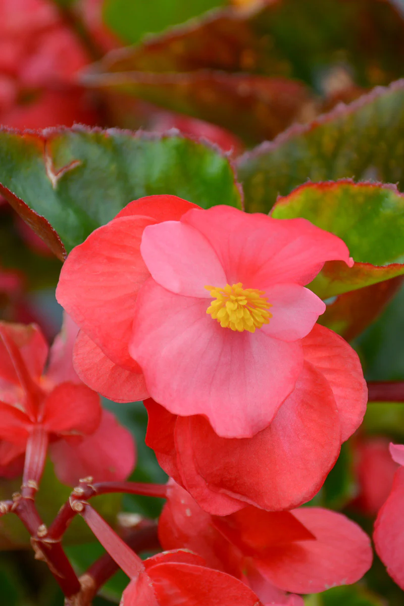 Begonia, Big Rose Green Leaf - Image 2