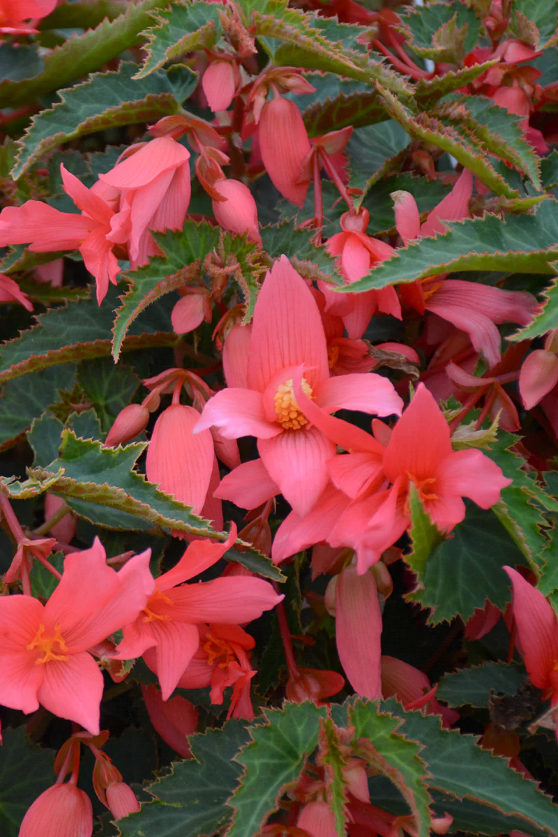 Begonia, Bossa Nova Pink Glow - Image 2