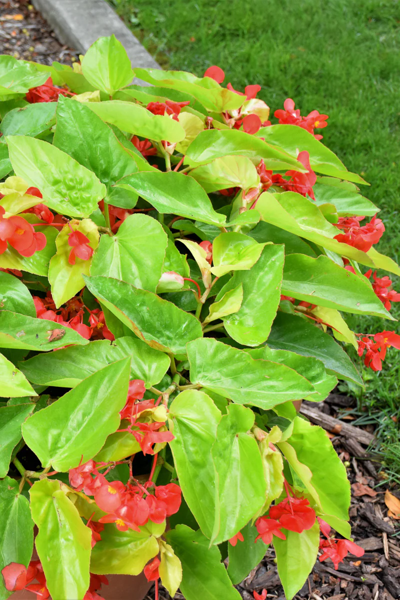 Begonia Canary Wings - Image 2