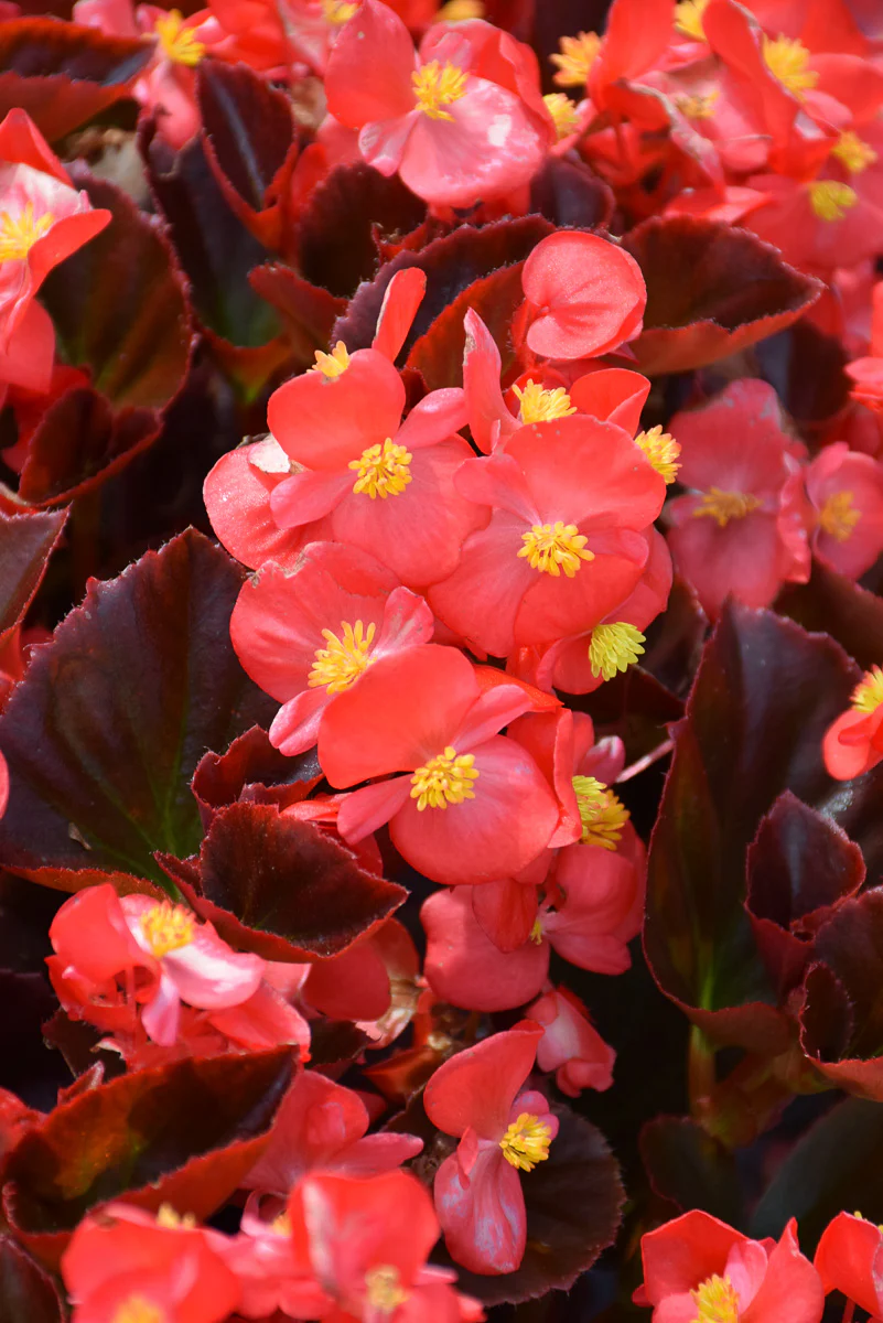Begonia, Cocktail Vodka Red
