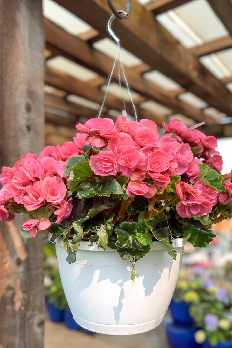 Begonia Hiemalis Pink
