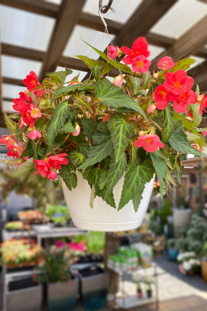 Begonia Iconia Pink